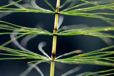 Detalhe De Uma Cavalinha Equisetum Uma Planta Medicinal Foto Premium