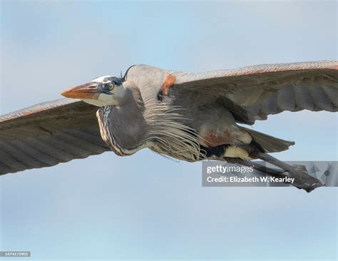 flying great blue heron high res stock photo getty images
