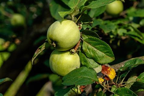 Apfelbaum Baum Pfel Kostenloses Foto Auf Pixabay Pixabay