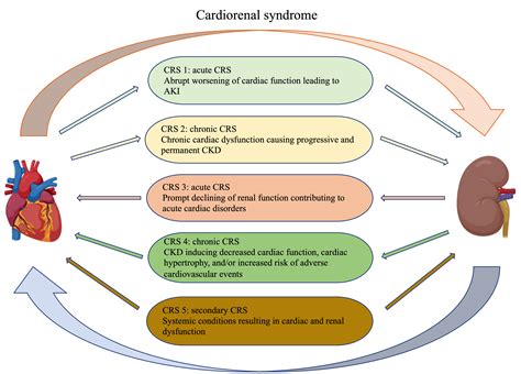 The Molecular Mechanism and Therapeutic Strategy of Cardiorenal ...