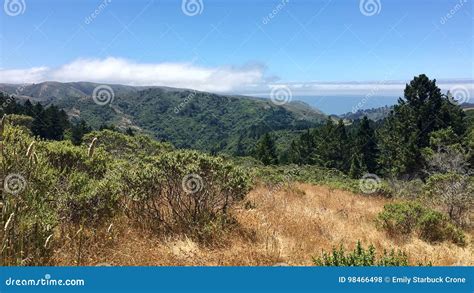 Gorgeous Forest And Ocean In Marin County Stock Photo Image Of Forest