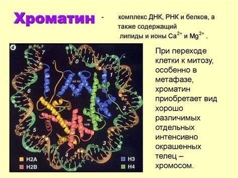 Компактизация хромосом - презентация онлайн