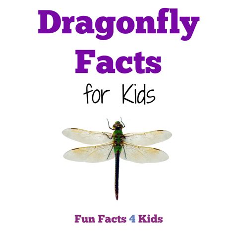 Facts For Kids About Dragonflies Fun Facts 4 Kids