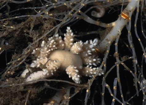 Researchers Find A New Marine Invertebrate Species In The Weddell Sea