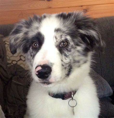 Blue Merle Border Collie Puppy With Pink Spot Nose Border Collie