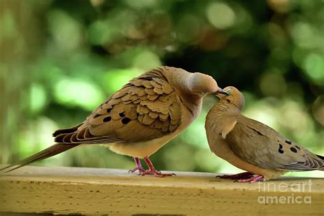 The Mourning Doves Mating Kissing On The Side Photograph By Amazing