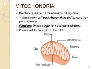 prokaryotic  eukaryotic cell pptx