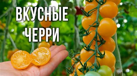 Урожайные и вкусные томаты черри для выращивания в теплицах. Черри для ...