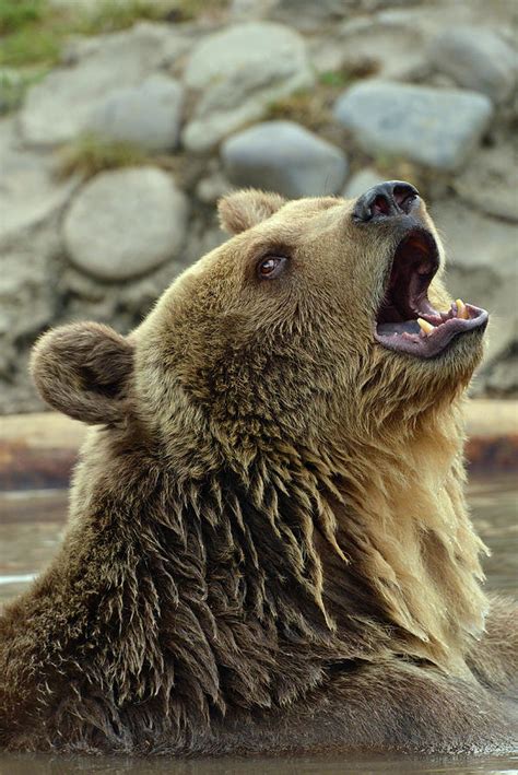 Grizzly Bear Roaring Photograph by Dean Hueber - Pixels