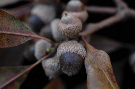Quercus Austrina Bruce Kirchoff Flickr