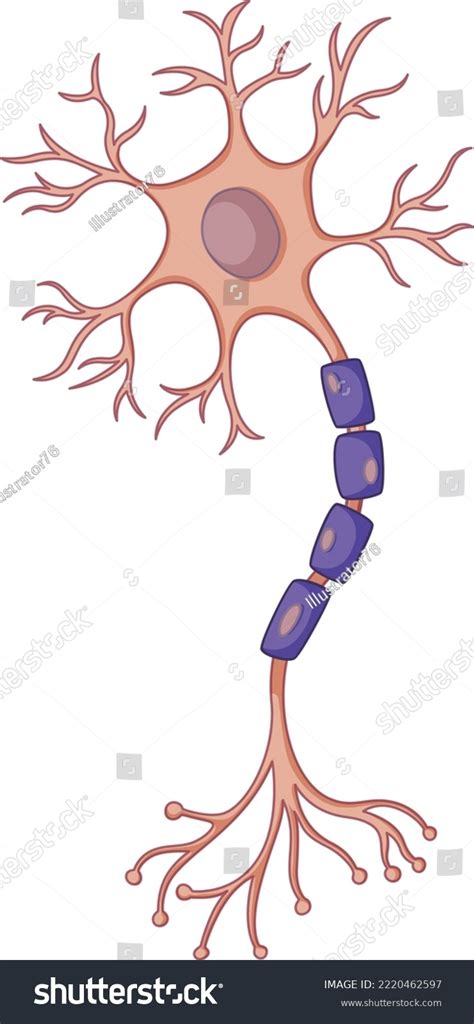 Neuron Synapse Description Anatomy Neuron Brain Stock Vector Royalty