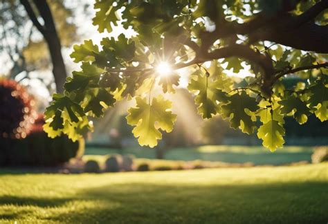 Guide De Plantation Et Entretien Du Ch Ne Vert Astuces Pour Jardiniers