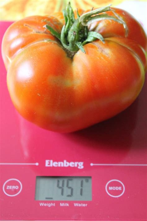 Томат Гордость Сибири: описание сорта, ОТЗЫВЫ (16), фото | tomatland.ru