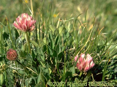 trifolium plant images - Google Search | Plant images, Plants, Flowers