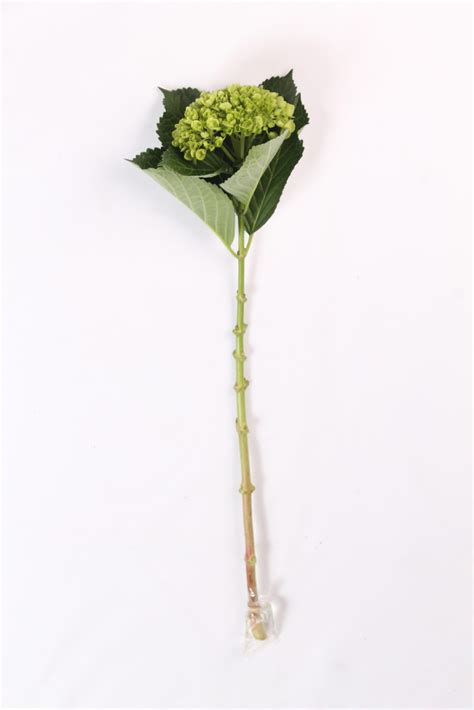 Hydrangea Mini Green | Misty Flowers