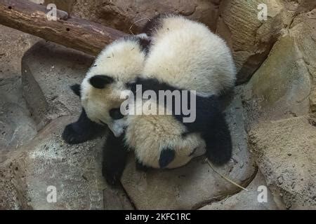 Giant pandas, bear pandas, two babies playing together Stock Photo - Alamy