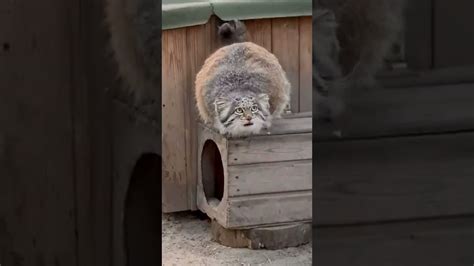 Mia The Pallass Cat Puts Paws On Her Tail Youtube