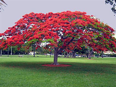 Delonix Regia Royal Poinciana Tube Stock Tree Lopper Cairns