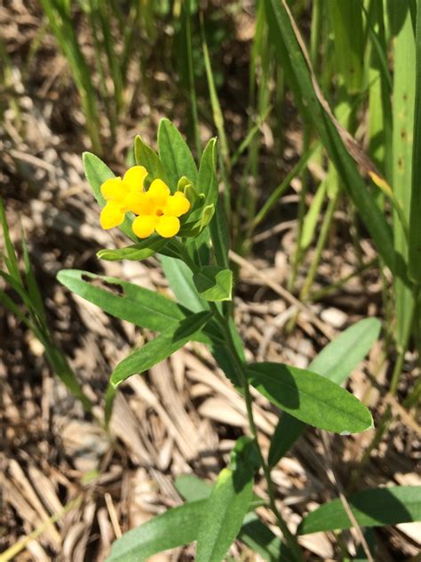 Hoary Puccoon « The Echinacea Project