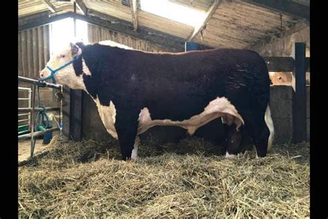 4 Pedigree Hereford Breeding Bulls, Young Bulls | SellMyLivestock - The ...