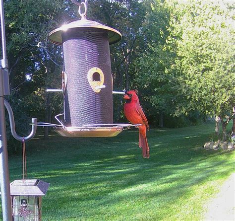 Northern Cardinal Feederwatch