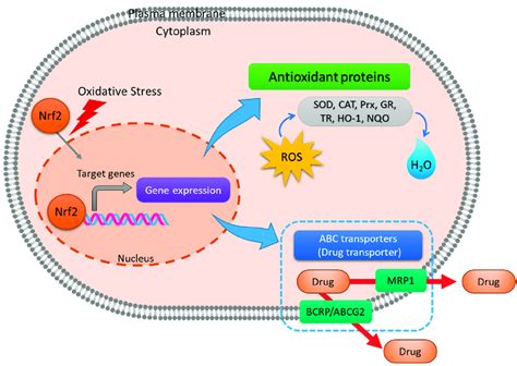 Nuclear Factor Erythroid 2 Related Factor 2 Nrf2 Regulates