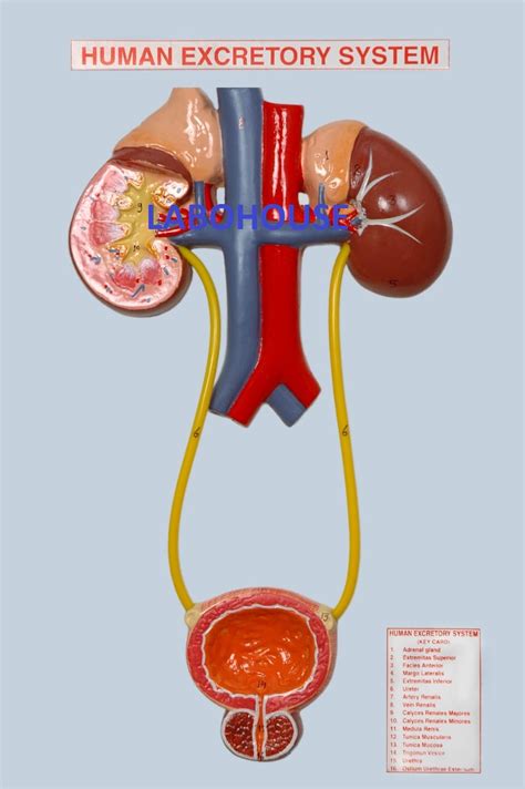 Human Excretory System Diagram Labeled