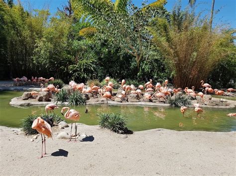 The 9 Best Things To Do In San Diego Zoo