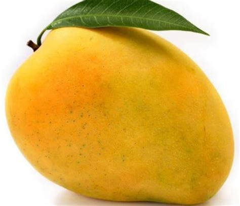food    eat  summer mango fruit mango fresh mangos