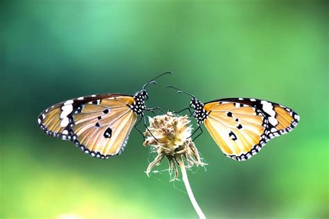 Tigre llano danaus chrysippus butterfly visitando flor en el jardín