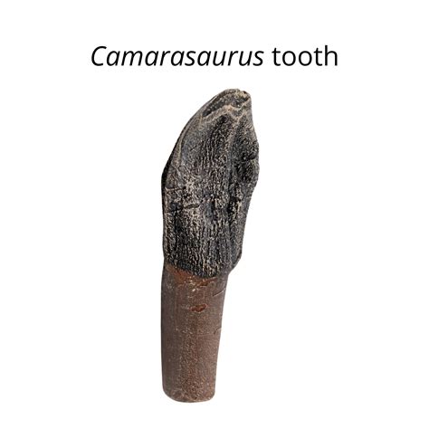 Classic Jurassic Fossil Crate Dilophosaurus Allosaurus Camarasaurus