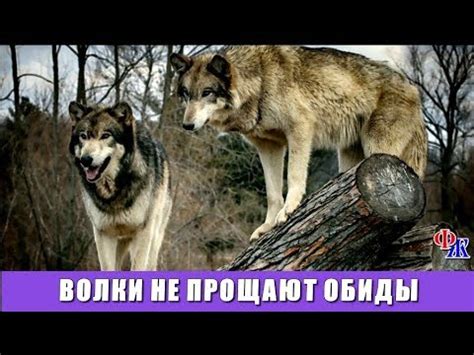 ВОЛКИ не прощают обид - хищники отомстили за свою волчицу - YouTube