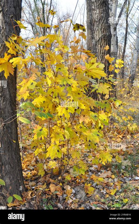 Maple tar spot disease on maple tree in autumn. Black spots on yellow ...