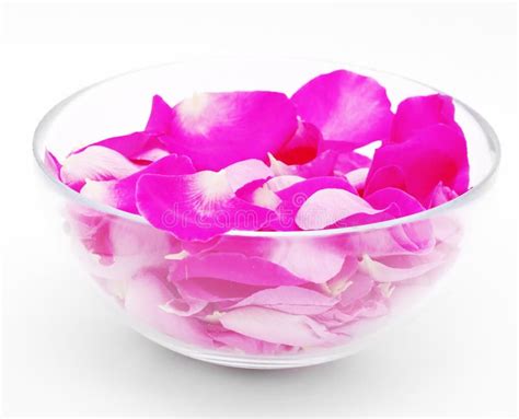 Petals Of Pink Roses In Glass Cup Stock Photo Image Of Scarlet