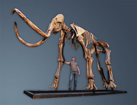 Gallery — Ice Age Museum