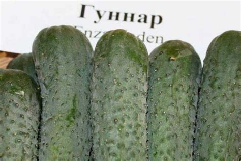 Огурец Гуннар F1: характеристика и описание гибридного сорта с фото