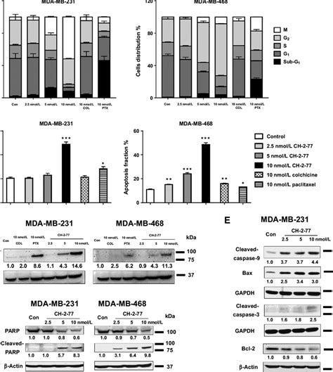 CH 2 77 Induces Cell Cycle Arrest And Cell Apoptosis In MDA MB 231 And