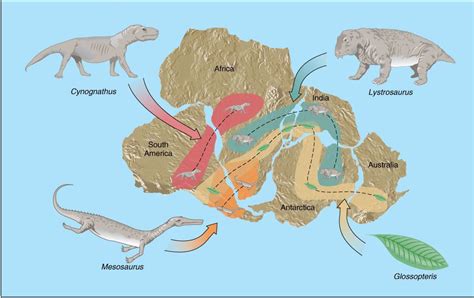 pangaea fossil evidence map  gwendolyn samuels blog