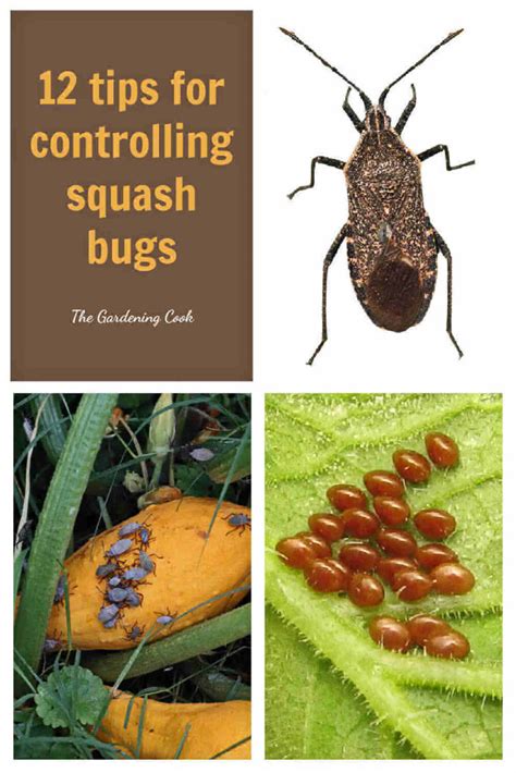 Control Squash Bugs 12 Ways How To Kill Squash Bugs