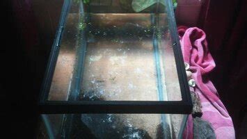 Breeding Japanese trapdoor snails | Aquarium Aquascaping Forum