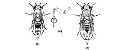 Sex Determination Definition Methods Significance Biology Notes Online