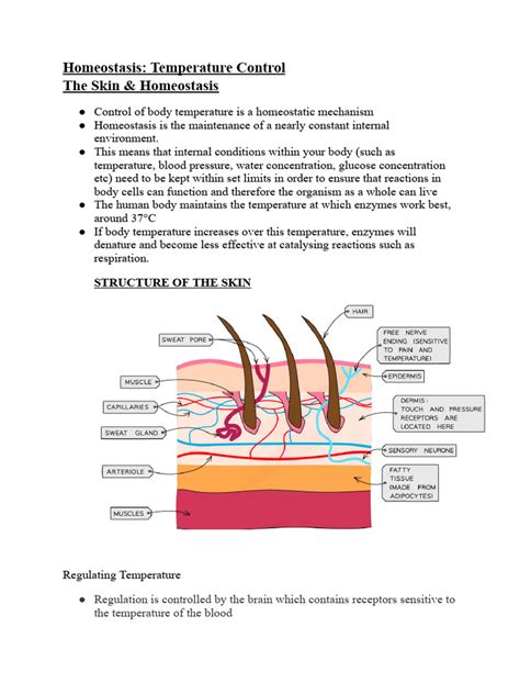 homeostasis control  temperature  homeostasis skin