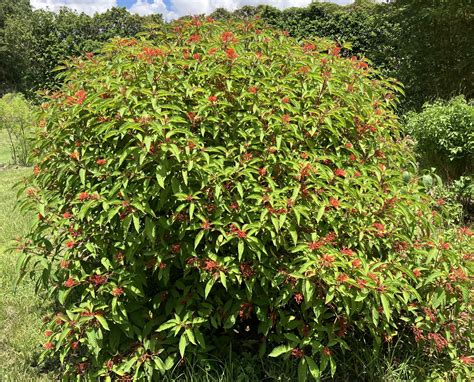 Florida Native Plants to Attract Hummingbirds - UF/IFAS Extension