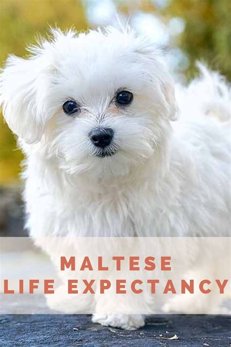 All About The Maltese Shih Tzu Mix Malshi Facts Information Artofit