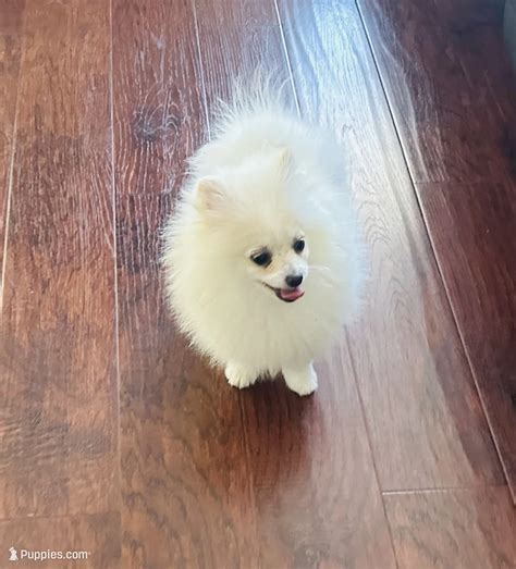Girl lila – Pomeranian Puppy for Sale in Sacramento, CA | Puppies.com