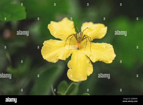 Spiders On Flowers Stock Photo Alamy