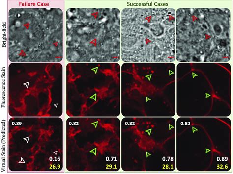 Visualization of cell membrane prediction shown in red by our proposed ...