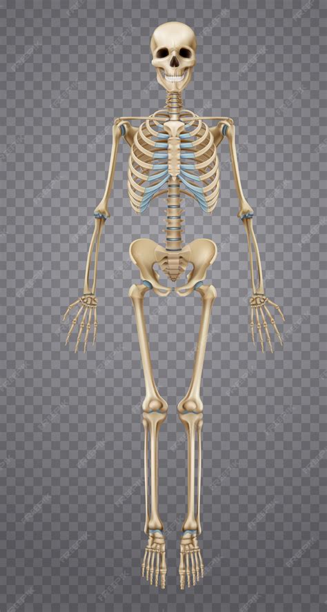 Aspettava Scheletro Clipart