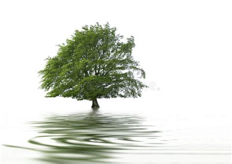 Oak Tree Reflection Stock Image Image Of Oaks Grass 6363227