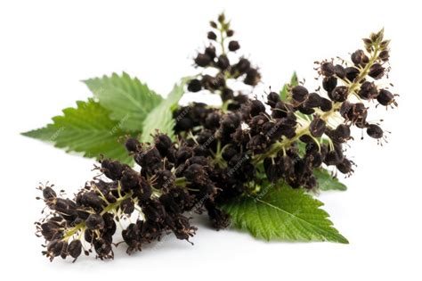 Premium AI Image | Black Cohosh On White Background Generative AI